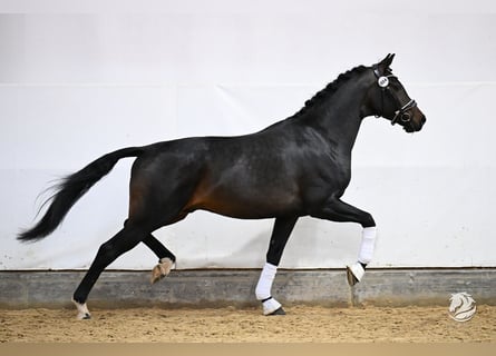 Cherche cavaliers pour jeunes chevaux