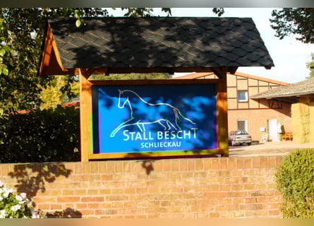 Pferdepfleger ( m / w ) gesucht