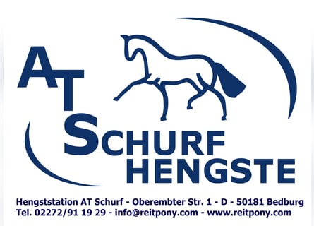 Verstärkung, Pferdepfleger (m/w) fürs Team der Hengststation AT Schurf, 50181 Bedburg
