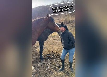 Pferdepflegerhelfer, Tierpfleger, Stallhilfe, Stallbursche, Hofarbeiter