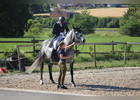 Pferdepfleger(in) gesucht in 36367