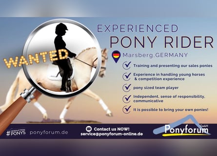 Experienced Pony Rider Wanted in Marsberg, Germany