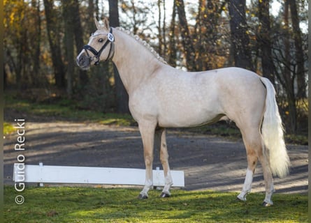 GESUCHT !!! Reiter/Reiterin, Bereiter/Bereiterin