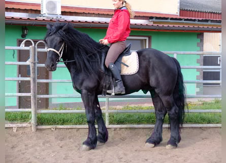 Suche Reiter/Reiterin
