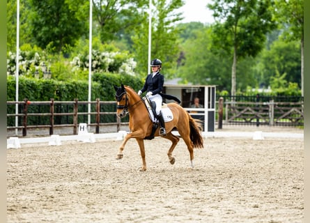  Working Student Position – Dressage Stable in Weert, The Netherlands . Available October 1st!