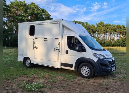 Dickenherr Pferdetransporter Hengstausstattung