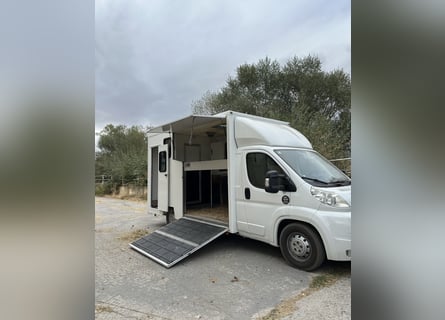 Fourgonnette pour 2 chevaux