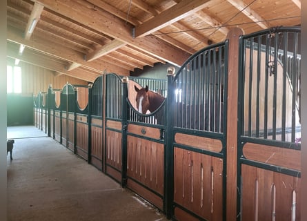 5* Reitanlage an der deutsch/holländischen Grenze