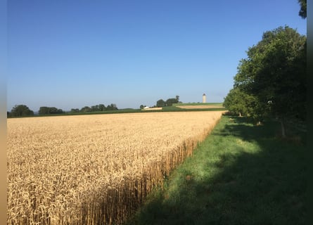 Avenches: Equestrian living at its best: box packages with apartment / studio