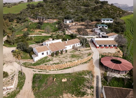 Finca Ecuestre de alto nivel en venta.