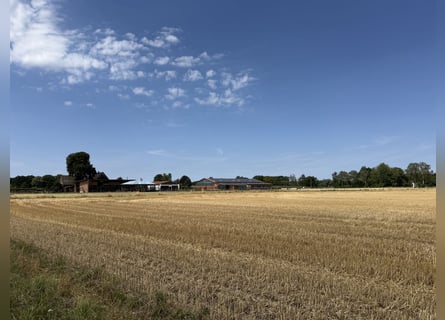 Instalaciones ecuestres con anillo de doma cubierta para jinetes ambiciosos y amantes de los caballo