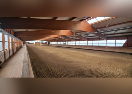 Professionelle Reitanlage für den großen Sport Rhein-Neckar-Metropolregion V1757