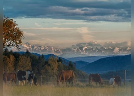 Propiedad ecuestre exclusiva con vistas a los Alpes – Paraíso para caballos con gran potencial V1308