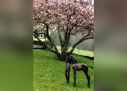 Reiterhof - Hofgut bei Freiburg im Breisgau