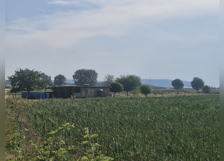 Se alquila establo privado en terreno en arrendamiento.