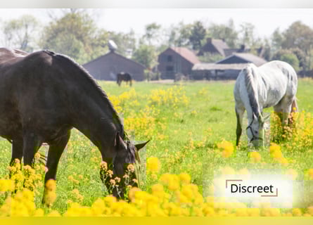 Villa rural con dependencias y praderas en 23.740 m² en Ardooie | Bélgica