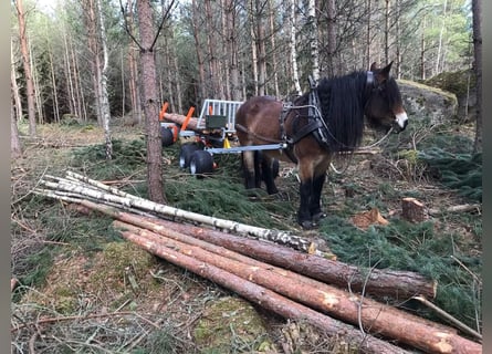 TW 5 Pferdemehrzweckanhänger, gebremst