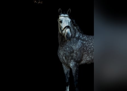 Beritt für Dressur und Springen