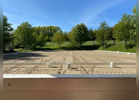 Professioneller und immer pro Pferd eingestellter Berittplatz 