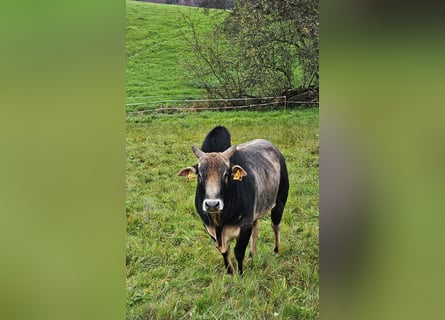 Bio Zebu Bulle Zwergzebu grau schwarz 05/2021