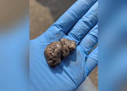 Limpieza de cascos y eliminación de piedras