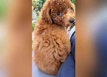 Vendo perro Toy Poodle