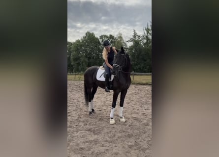 Buscamos jinetes para trabajar con caballos jóvenes.