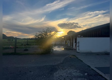 Clases particulares de equitación western