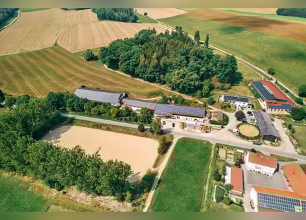 Suche selbständigen Bereiter für eigenen Stalltrakt inkl. Sattelkammer, etc.