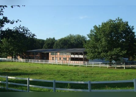 Springbereiter/ in für Ausbildungsstall gesucht!