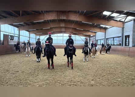 Pferdewirt / Reitlehrer / Trainer (m/w/d)  gesucht