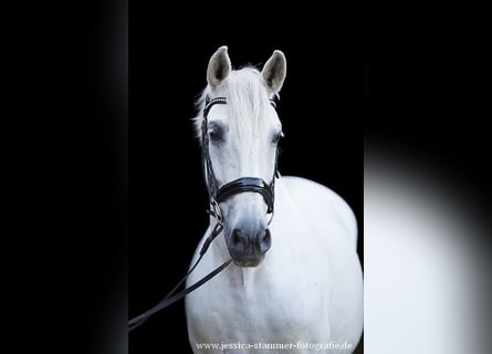 Joven entusiasta de los caballos (señor)
