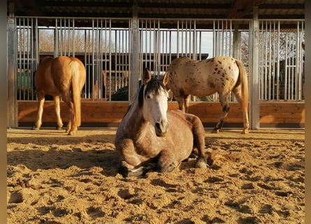 Futter & Heuraufe, Pferderaufe und Fressgitter | TOP-ACTIVE Fressgitter für die Pferdehaltung