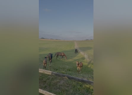 Professioneller Aufzuchtplatz für Absetzer und Jungpferde