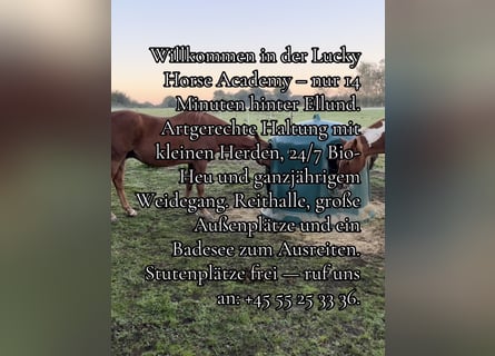 Freie Offenstallplätze in unserer Stuten-Herde