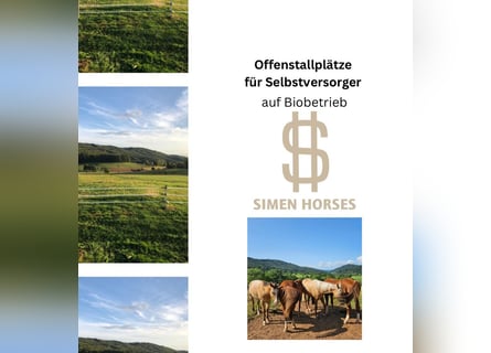 Offenstall Bio Betrieb Wallach Stute Herde Pferde Selbstversorger Steinen