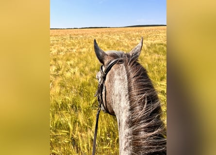 Zwei Plätze im Offenstall frei