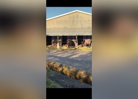 Box de paddock cubierta con pensión completa