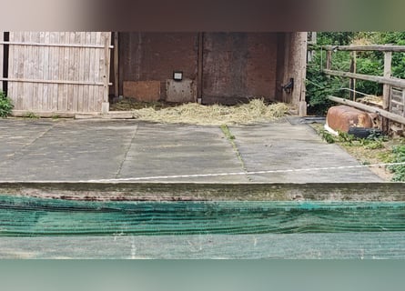 5 x Paddockmatten a' 10 m