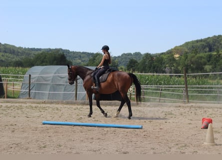 Vacaciones ecuestres: mucho más que solo montar a caballo