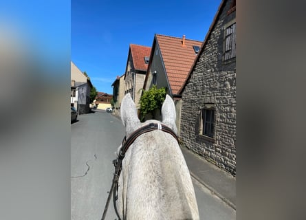 Gastboxen für Urlaub mit Pferd oder nur auf der Durchreise