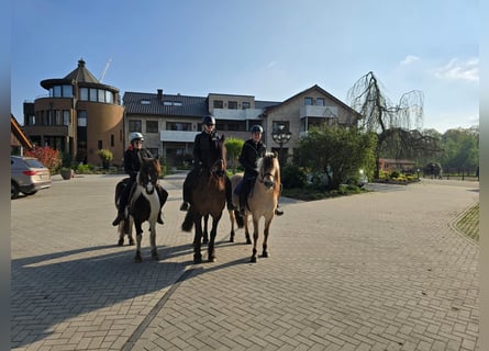 Neue Ferienwohnungen direkt am Wasser mit tollen Reitgelände - auch mit Gastboxen