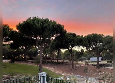 Reiterurlaub exklusiv auf unserem Lusitanogestüt 