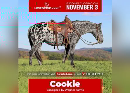 Appaloosa, Caballo castrado, 10 años, 150 cm, Atigrado/Moteado