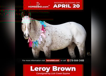 Appaloosa, Caballo castrado, 10 años, 152 cm, Alazán-tostado