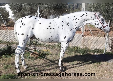 Appaloosa Mestizo, Caballo castrado, 10 años, 160 cm