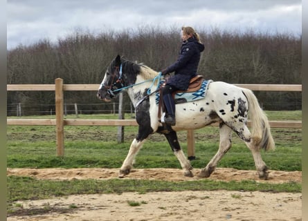 Appaloosa Mestizo, Caballo castrado, 10 años, 162 cm