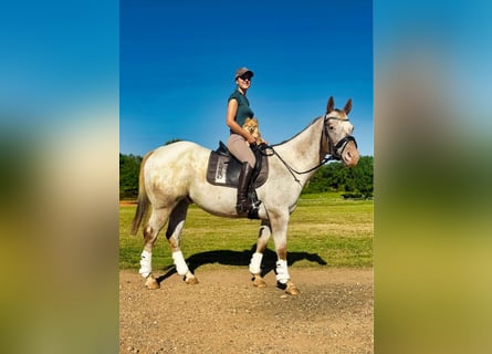 Appaloosa, Caballo castrado, 10 años, Ruano alazán