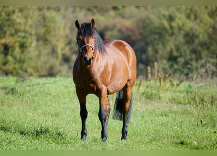 Appaloosa, Caballo castrado, 11 años, 155 cm, Castaño