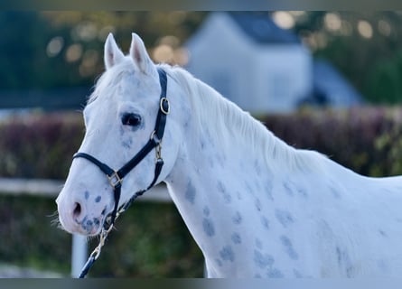 Appaloosa, Caballo castrado, 11 años, 160 cm, Atigrado/Moteado